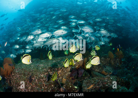 Schwarm von Großaugen Makrelen und Barberfishes, Caranx sexfasciatus, Cabo Pulmo, Baja California Sur, Mexiko Stockfoto