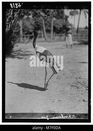 Sudan. Khartum. Khartum Zoo. Die rote Bill (Ephippiorhynchus senegalensis) LOC matpc. 00307 Stockfoto