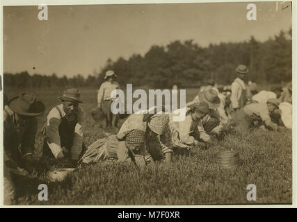 Susie Fava. Picks 8 Eimer pro Tag. So 8 Jahre alt. 8 Cent bekommt einen Eimer. LOC cph. 3c 17744 Stockfoto