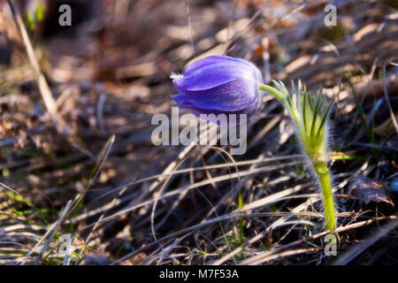 Erste violett Frühling Blumen. Feder Pasque flower (lat. Pulsatilla) auf einer Wiese. Stockfoto