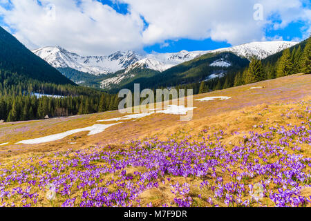 Lila krokusse Blumen blühen in den Chocholowska Tal im Frühling Saison, Tatra, Polen Stockfoto