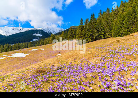 Lila krokusse Blumen blühen in den Chocholowska Tal im Frühling Saison, Tatra, Polen Stockfoto