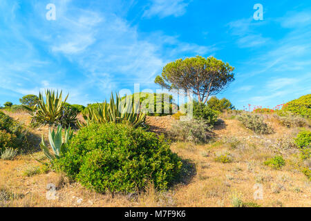 Agave Pflanzen und Bäume auf der Wiese im Frühling Saison, Algarve, Portugal Stockfoto