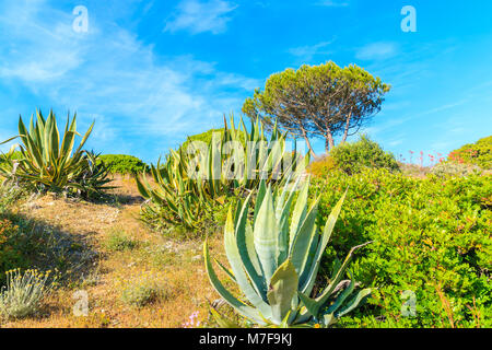 Agave Pflanzen und Bäume auf der Wiese im Frühling Saison, Algarve, Portugal Stockfoto