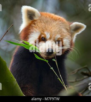 Red panda Ailurus fulgens Essen Bambusblätter Stockfoto