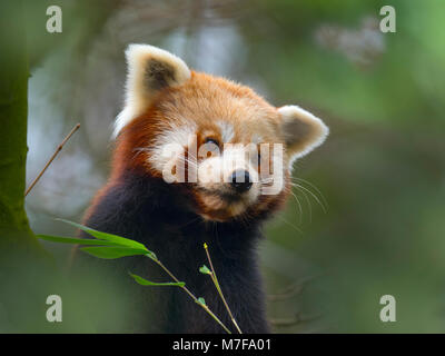 Red panda Ailurus fulgens Essen Bambusblätter Stockfoto