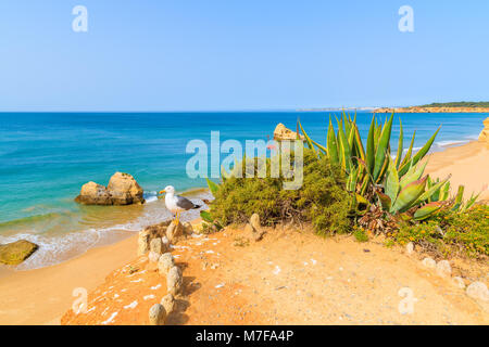 Möwe Vogel sitzt auf einer Klippe mit wunderschönem Strand im Hintergrund, Portimao, Portugal Stockfoto