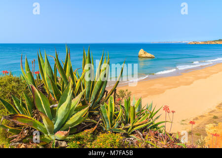 Blick auf den wunderschönen Strand und Felsen Felsen mit Agave im Vordergrund, Portimao, Portugal Stockfoto