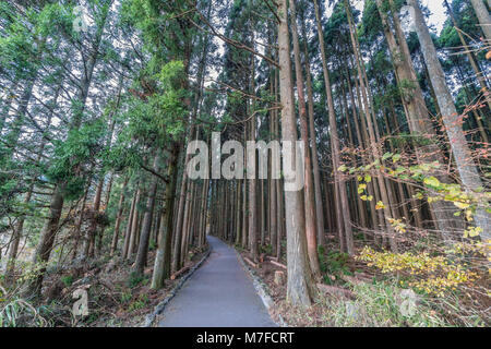 Schönen japanischen Zedern und Pinien Wald in der Nähe von Tanuki See (Tanukiko) Tokai Nature Trail, Präfektur Shizuoka, fujinomiya-shi, Japan Stockfoto