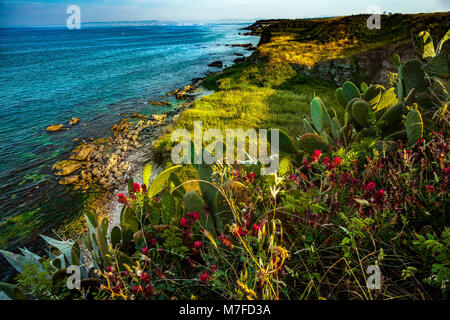 Mediterrane Vegetation an der Adriatischen Küste, Abruzzen Stockfoto