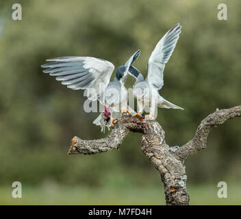 Essen Pass zwischen männlich und weiblich Black-winged Kites (Elanus caeruleus) Stockfoto