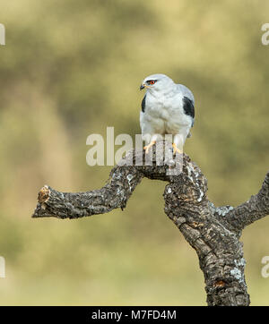 Black-winged Kite (Elanus caeruleus) Fütterung mit Vole Stockfoto