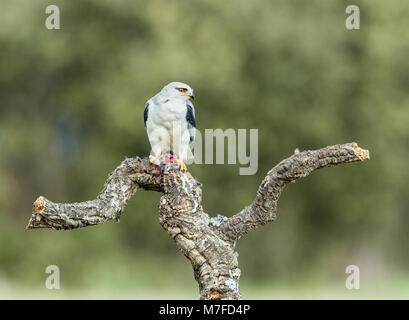 Black-winged Kite (Elanus caeruleus) Fütterung mit Vole Stockfoto