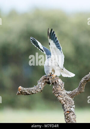 Black-winged Kite (Elanus caeruleus) Fütterung mit Vole Stockfoto