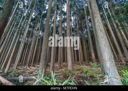 Schönen japanischen Zedern und Pinien Wald in der Nähe von Tanuki See (Tanukiko) Tokai Nature Trail, Präfektur Shizuoka, fujinomiya-shi, Japan Stockfoto