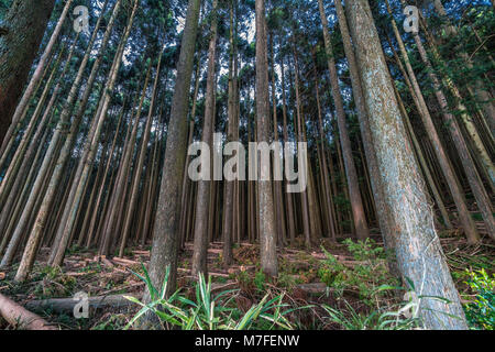 Schönen japanischen Zedern und Pinien Wald in der Nähe von Tanuki See (Tanukiko) Tokai Nature Trail, Präfektur Shizuoka, fujinomiya-shi, Japan Stockfoto