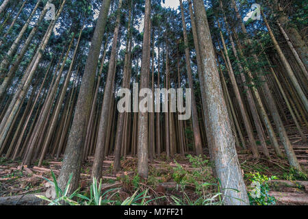 Schönen japanischen Zedern und Pinien Wald in der Nähe von Tanuki See (Tanukiko) Tokai Nature Trail, Präfektur Shizuoka, fujinomiya-shi, Japan Stockfoto