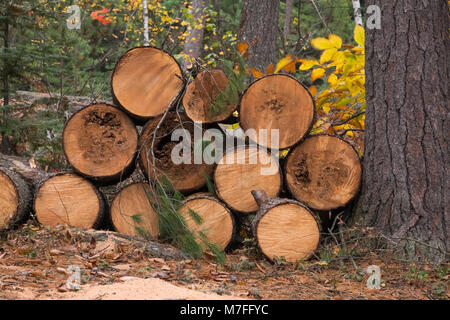 Stapel der cut Red pine - Pinus Holz Protokolle auf dem Boden im Wald im Herbst. Stockfoto