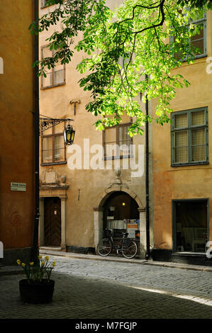 Licht auf Kastanie in Brända Tomten, Gamla Stan, Stockholm, Schweden Stockfoto