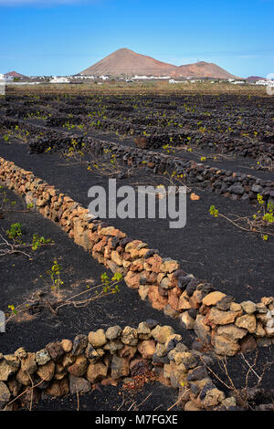 Weinberge in La Vegueta, Lanzarote, Kanarische Inseln, Spanien. Trockenmauern schützen die Reben von der starken Passatwinde. Esche schwarz Stockfoto