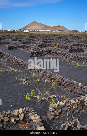 Weinberge in La Vegueta, Lanzarote, Kanarische Inseln, Spanien. Trockenmauern schützen die Reben von der starken Passatwinde. Esche schwarz Stockfoto