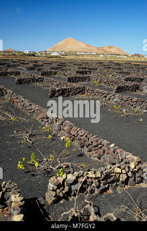 Weinberge in La Vegueta, Lanzarote, Kanarische Inseln, Spanien. Trockenmauern schützen die Reben von der starken Passatwinde. Esche schwarz Stockfoto