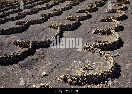 Weinberge in La Vegueta, Lanzarote, Kanarische Inseln, Spanien. Halbrunde Trockenmauern schützen die Reben von der starken Passatwinde. Der Boden ist Stockfoto