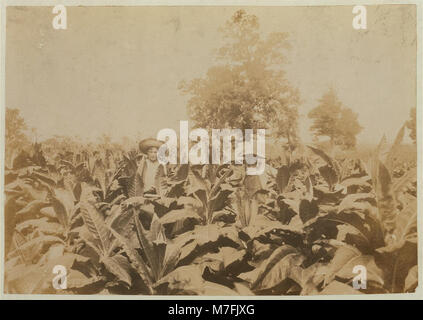 Eine Fotografie, die den 13-jährigen Roland Lowe auf einem Tabakfeld mit seinen Brüdern zeigt und das ländliche Familienleben und die Kinderarbeit im Amerika des frühen 20. Jahrhunderts darstellt. Stockfoto