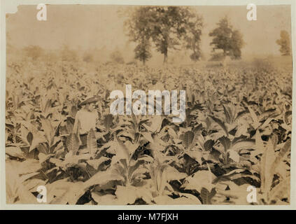 Roland Lowe, 13 Jahre alt, arbeitet auf einem Tabakfeld mit zwei seiner Brüder. Ihre Familie besteht aus sieben Jungen und zwei Mädchen, von denen vier Kinder die Schule besuchen. Die Familie lebt in Winchester. Stockfoto