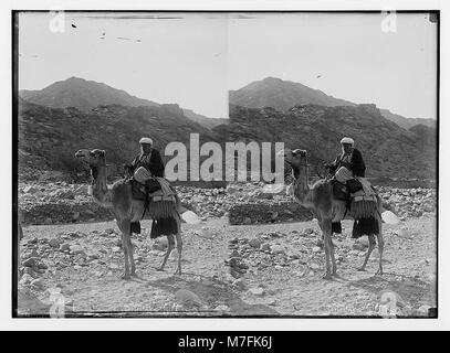 Ein Bild, das einen Beduinenmann auf einem Kamel zeigt, der über das Rote Meer nach Sinai reist und den traditionellen nomadischen Lebensstil in den Wüstenregionen des Nahen Ostens zeigt. Stockfoto