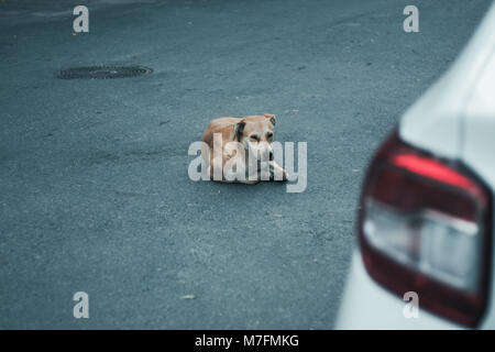 Hund liegend auf der Straße Stockfoto
