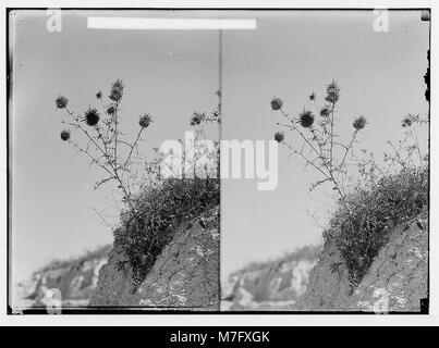 Wilde Blumen in Palästina. Globus - Thistle viscosus (Echinops L.). LOC. matpc08450IOB2 Stockfoto