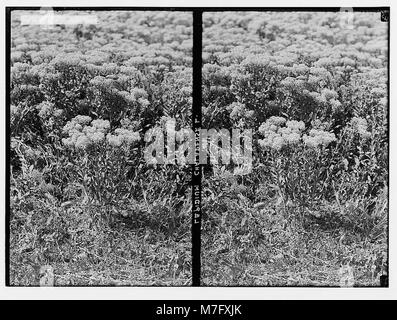 Wilde Blumen in Palästina. Wild peppergrass chalepense (L. L.). LOC 02417 matpc. Stockfoto