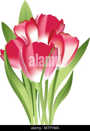 Blumenstrauß aus rosa Tulpen auf weißem Hintergrund, Vector Illustration Stock Vektor