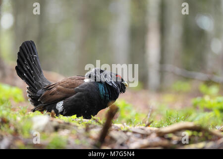 Western Auerhahn - Paarungszeit Stockfoto