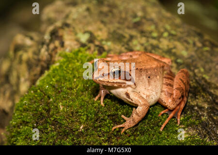 Holz-Frosch Stockfoto