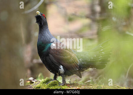 Western Auerhahn - Paarungszeit Stockfoto