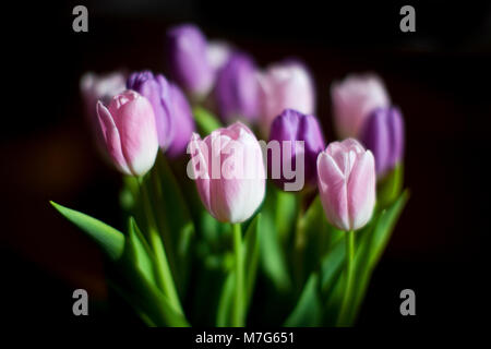 Eine Anordnung von rosa und lila Tulpen vor einem schwarzen Hintergrund. Stockfoto