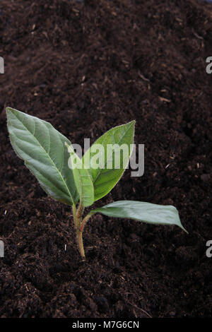 Nahaufnahme der einzelnen jungen Baum in fruchtbaren Boden. Stockfoto