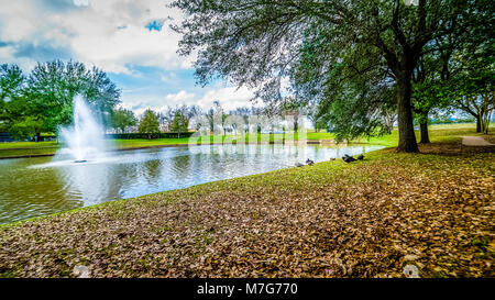 Enten Spaziergang rund um den Park Teich. Stockfoto