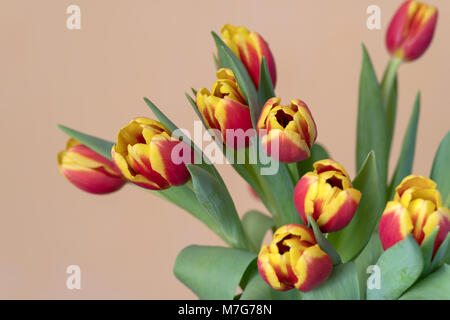 Bündel von Tulpen vor farbigem Hintergrund Stockfoto