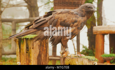 Eine steppe Eagle an einem Pfahl gebunden isst Fleisch. Stockfoto