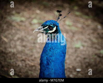 Männliche peacock Kopf und Hals Stockfoto