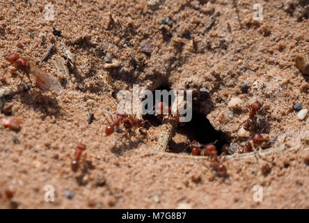 Nahaufnahme von roten Ameisen in und aus einem u-Ant's Nest (Kalifornien, USA) Stockfoto