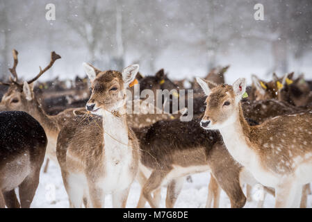 Rehe im Phoenix Park in Dublin - Irland Stockfoto