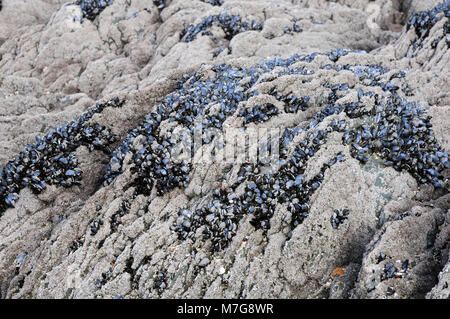 Gemeinsame Muscheln Mytilus edulis auf Felsen bei Ebbe. Woolacombe Stockfoto