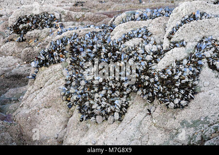 Gemeinsame Muscheln Mytilus edulis auf Felsen bei Ebbe. Woolacombe Stockfoto