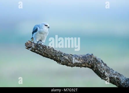 Nach Black-winged Kite (Elanus caeruleus) Fütterung mit Vole in der Morgendämmerung Stockfoto