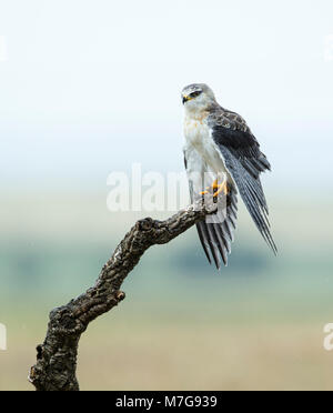 Juvenile Black-winged Kite (Elanus caeruleus) schütteln ihre Flügel trocknen nach einem vorbeifahrenden Dusche Stockfoto