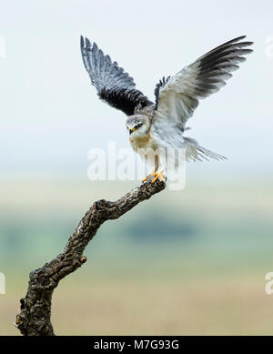 Juvenile Black-winged Kite (Elanus caeruleus) schütteln ihre Flügel trocknen nach einem vorbeifahrenden Dusche Stockfoto